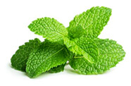 guide e-liquide saveur menthe classique